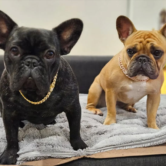 Collier chien de luxe NoblePaw