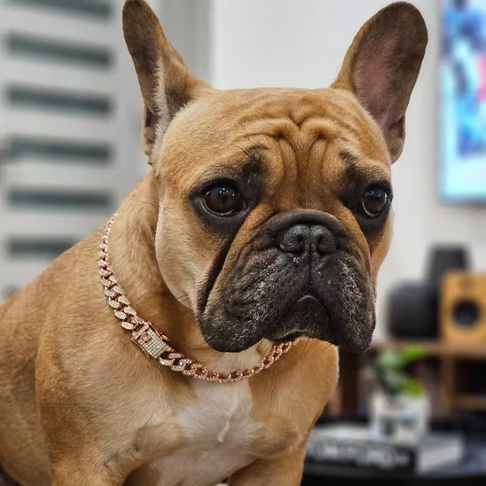 Collier chien or rose NoblePaw