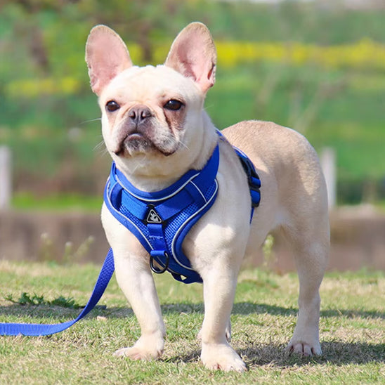 Harnais-chien-Bleu-FlexiPup