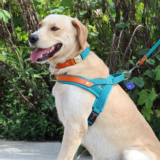 Harnais-chien-Bleu-PawSecure