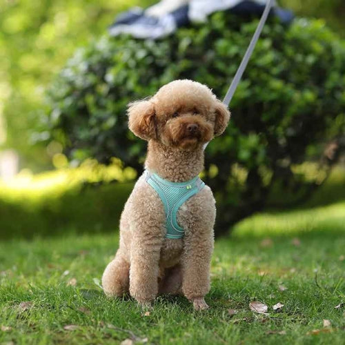 Harnais-chien-Bleu-Pawppy