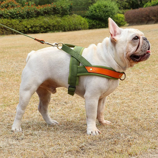 Harnais-chien-Confort-PawSecure