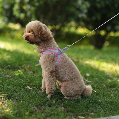 Harnais-chien-Confort-Pawppy