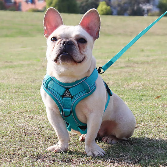 Harnais-chien-Cyan-FlexiPup