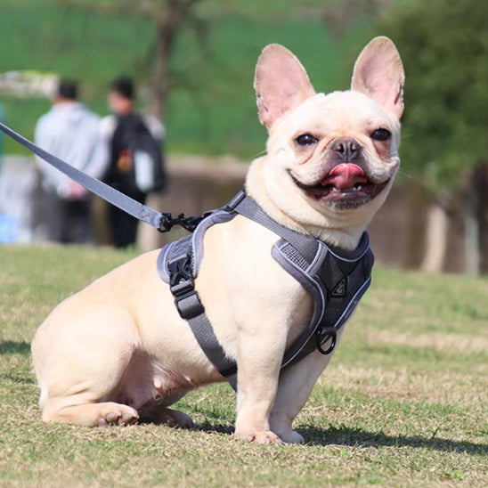 Harnais-chien-Gris-FlexiPup