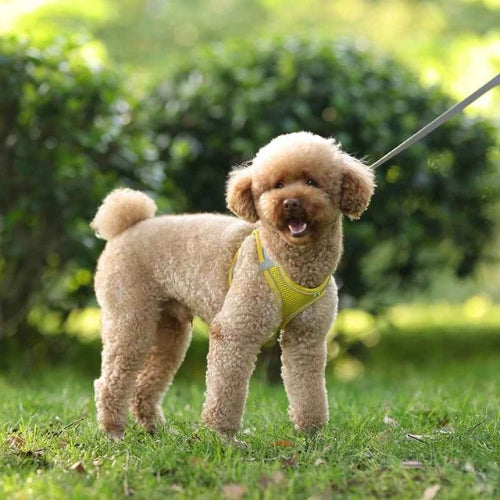 Harnais-chien-Jaune-Pawppy