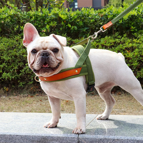 Harnais-chien-Marche-PawSecure