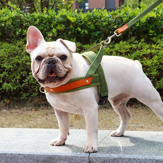 Harnais-chien-Marche-PawSecure