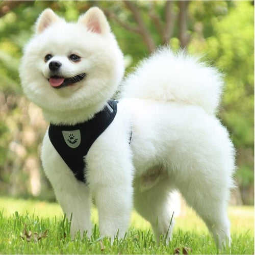 Harnais-chien-Noir-ConfortPup