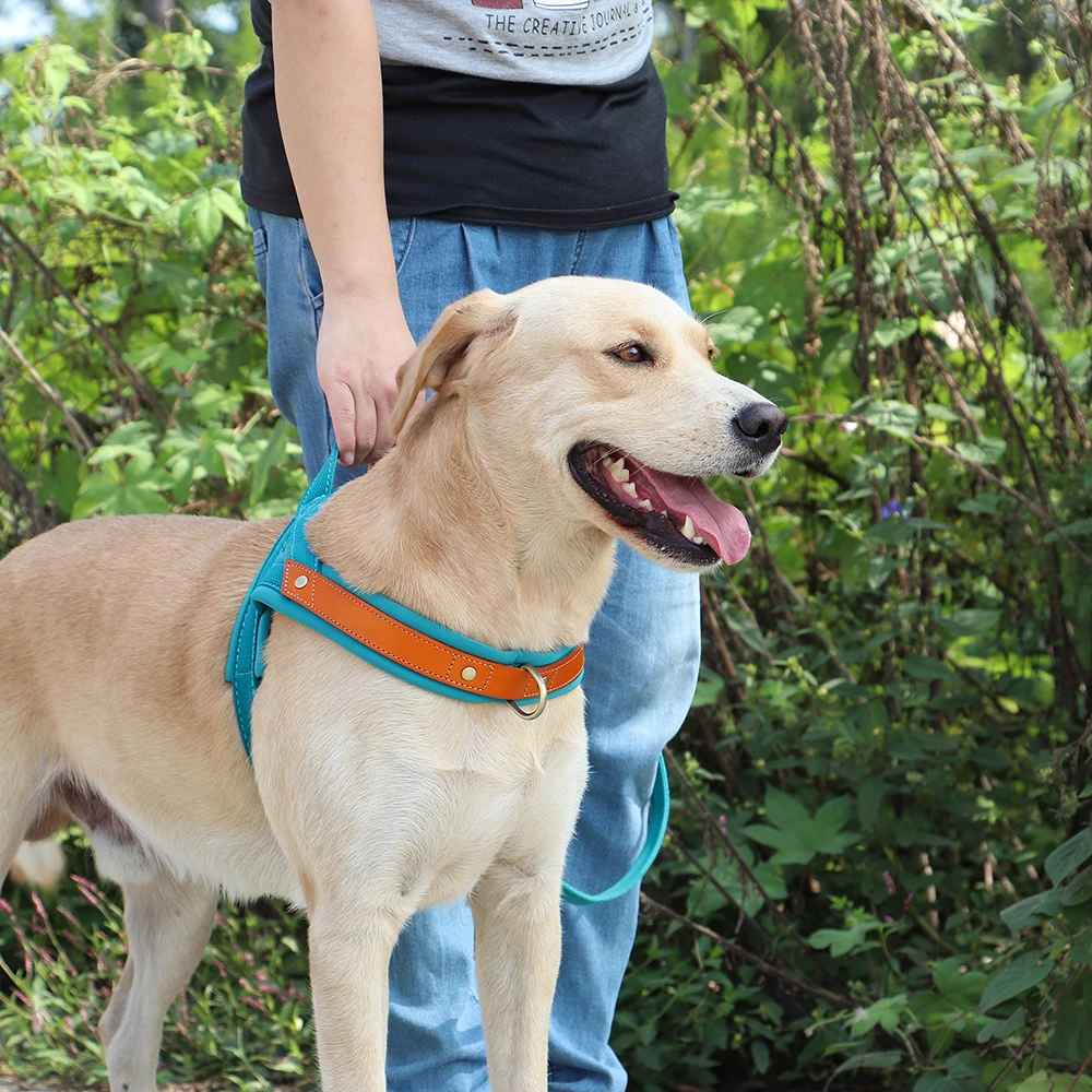 Harnais-chien-Poigne-PawSecure