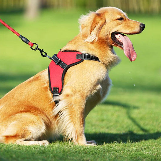 Harnais-chien-Promenade-DogGuard