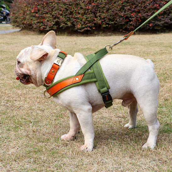 Harnais-chien-Promenade-PawSecure