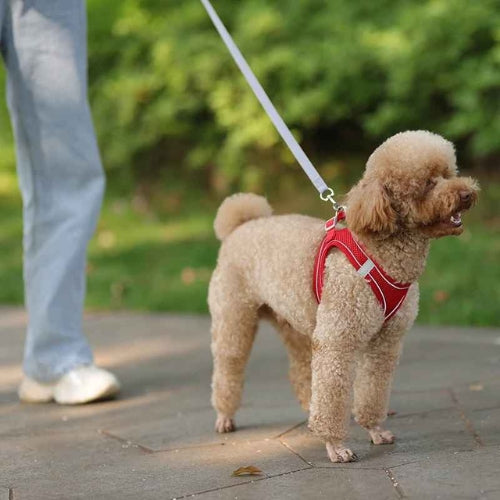 Harnais-chien-Promenade-Pawppy