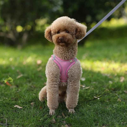 Harnais-chien-Rose-Pawppy