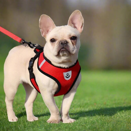 Harnais-chien-Rouge-ConfortPup