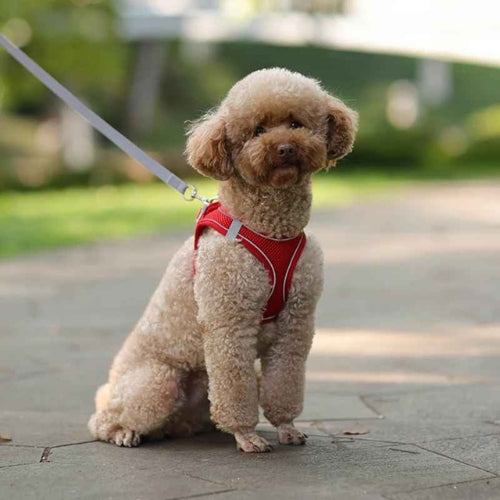 Harnais-chien-Rouge-Pawppy