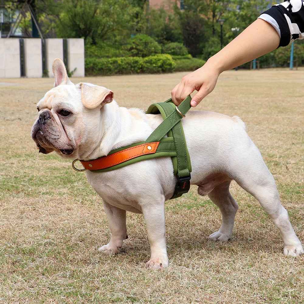 Harnais-chien-Vert-PawSecure