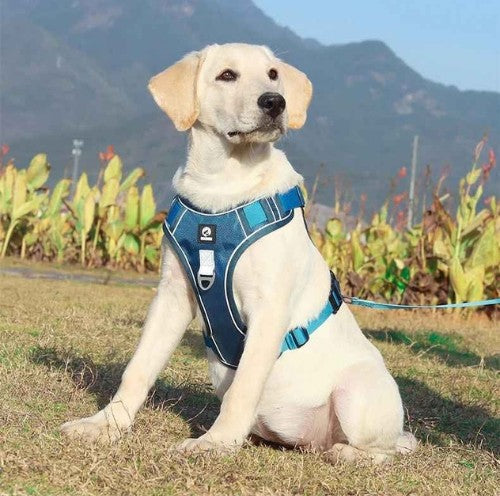 Harnais-chien-anti-traction-Bleu-OutdoorPaw