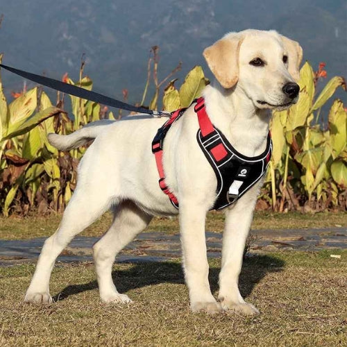 Harnais-chien-anti-traction-Noir-OutdoorPaw