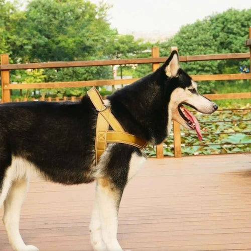 Harnais-chien-anti-traction-Promenade-PatrolGrip
