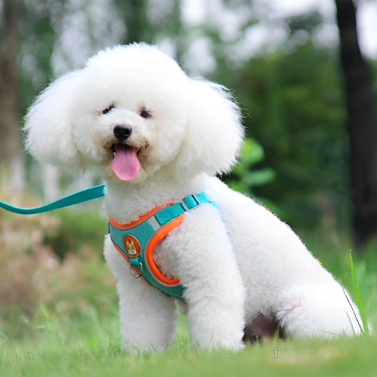Harnais-pour-chien-Bleu-PetitPaw