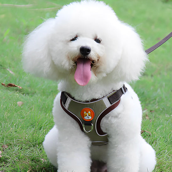Harnais-pour-chien-Brun-PetitPaw