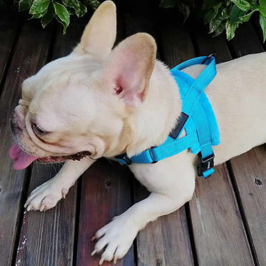 Harnais-pour-chien-Confort-CaniGrip