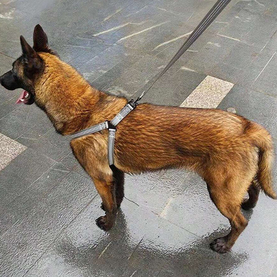 Harnais-pour-chien-Gris-TaskHound