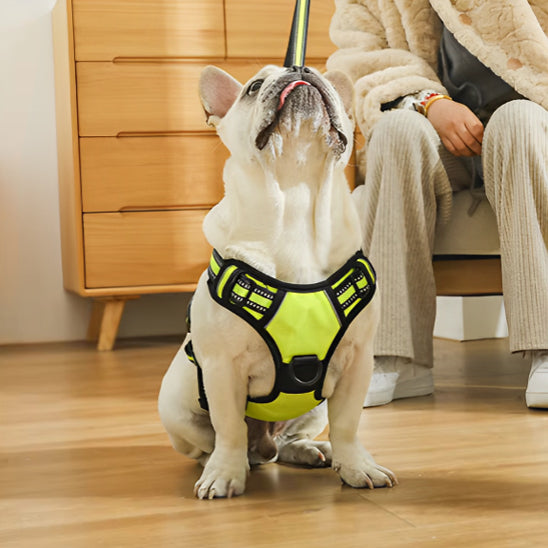 Harnais-pour-chien-Jaune-TrailPaw