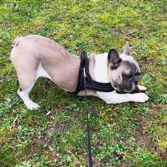 Harnais-pour-chien-Marche-CaniGrip