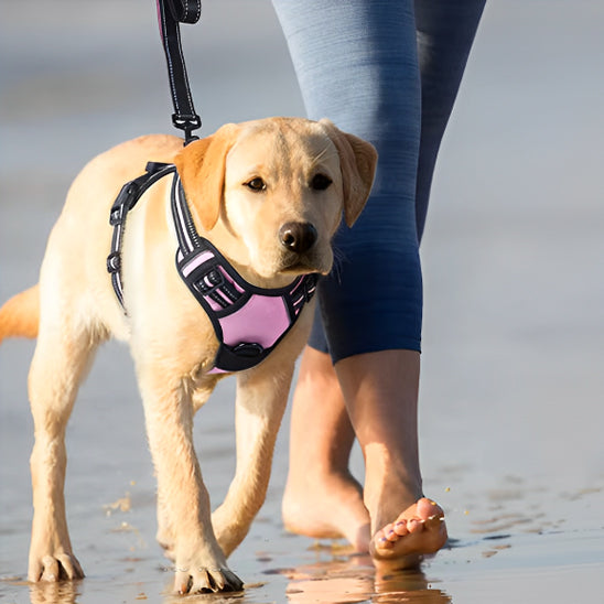 Harnais-pour-chien-Marche-TrailPaw
