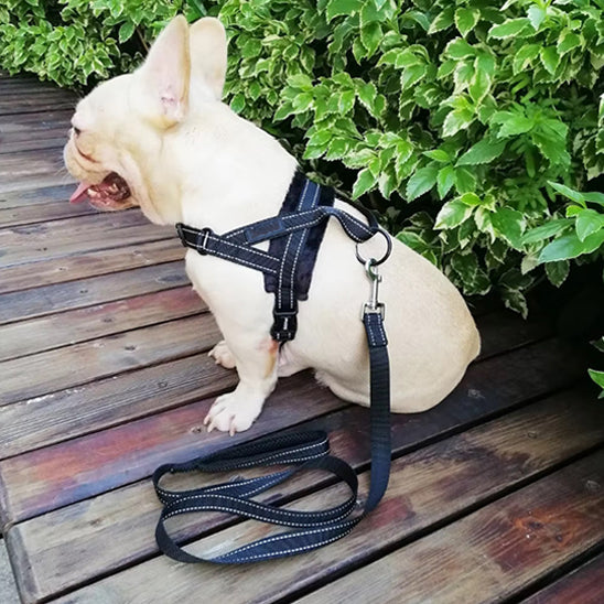 Harnais-pour-chien-Noir-CaniGrip