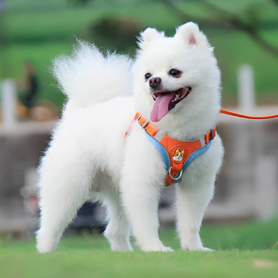 Harnais-pour-chien-Orange-PetitPaw