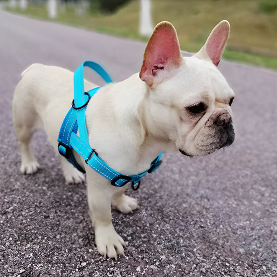 Harnais-pour-chien-Plaisir-CaniGrip