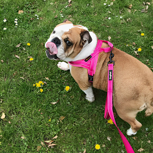 Harnais-pour-chien-Promenade-CaniGrip