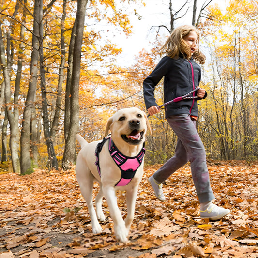 Harnais-pour-chien-Promenade-TrailPaw