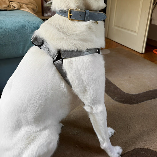 Harnais-pour-chien-Qualite-TaskHound
