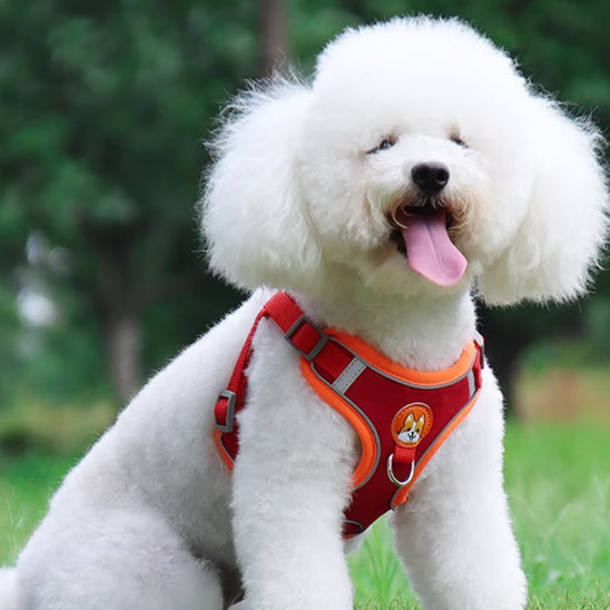 Harnais-pour-chien-Rouge-PetitPaw