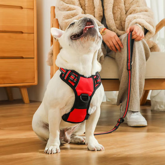 Harnais-pour-chien-Rouge-TrailPaw