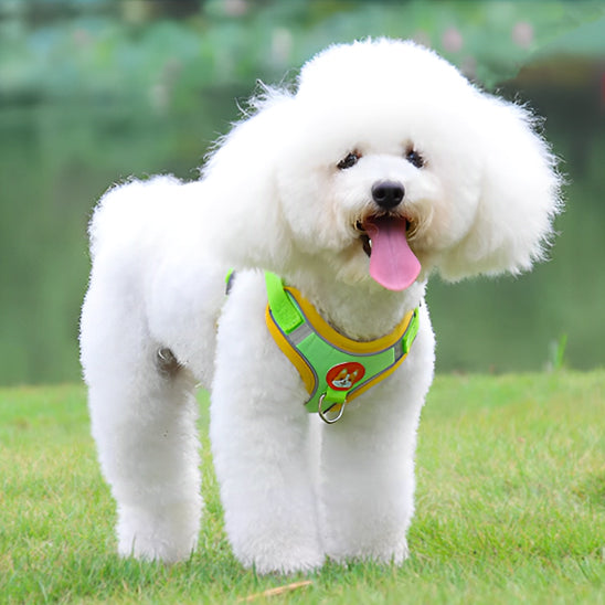Harnais-pour-chien-Vert-PetitPaw