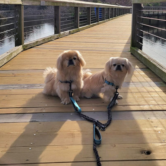 Laisse-chien-confort-FlexiDuo