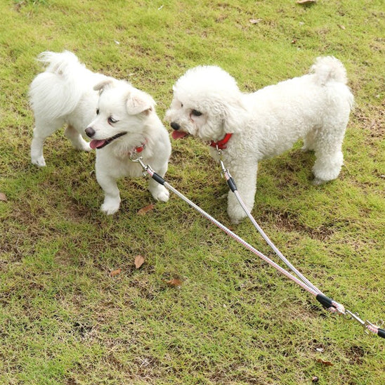 Laisse-chien-marche-TwinLine