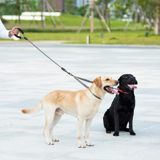 Laisse-chien-plaisir-MultiPattes