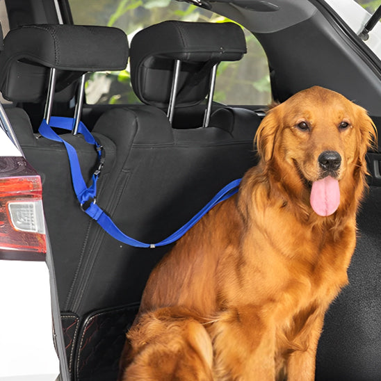 Laisse-chien-plaisir-WoofBelt