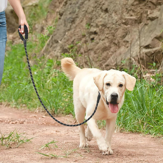 Laisse-chien-promenade-MultiPattes