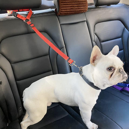 Laisse-chien-securite-WoofBelt