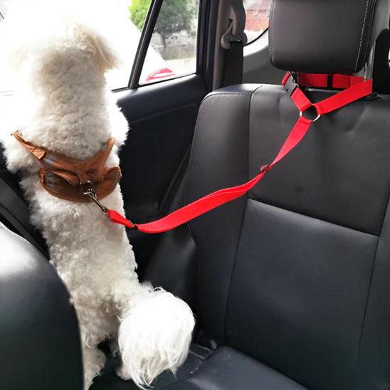 Laisse-chien-transport-WoofBelt