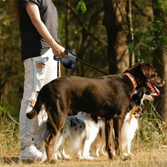 Laisse-pour-chien-confort-GlowTrack