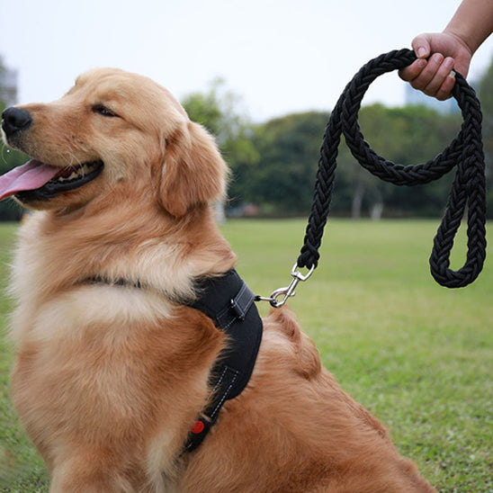 Laisse-pour-chien-confort-TitanLaisse
