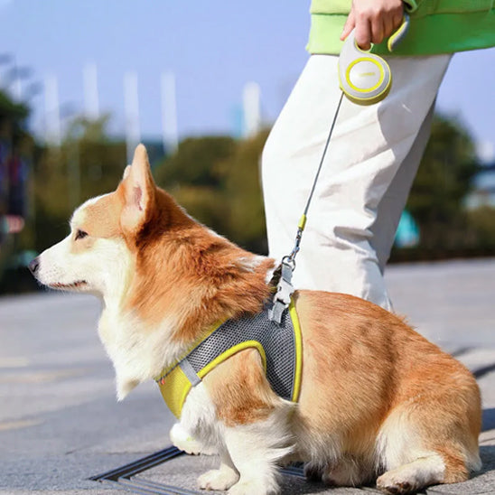Laisse-pour-chien-confort-ZippyPaw